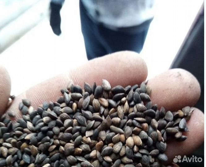 Семена / Сосна обыкновенная