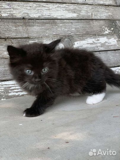 Чудесные чистокровные сибирские котята