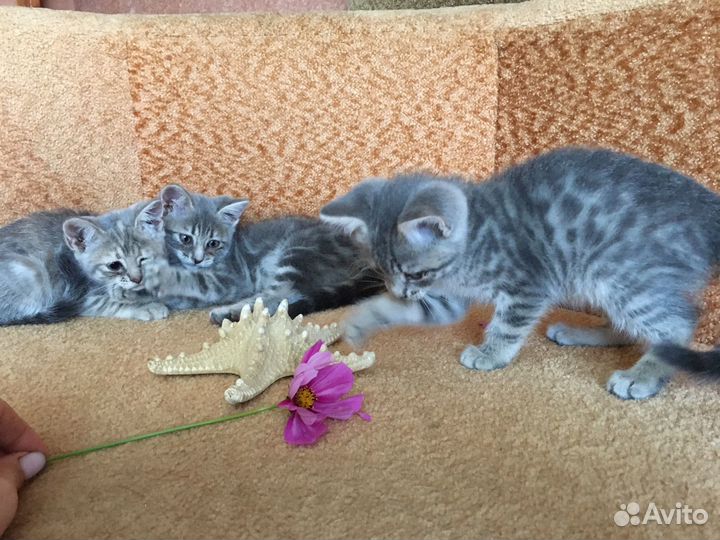 Кошечки-милашки