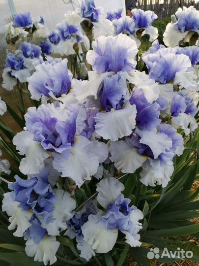Ирисы бородатые сортовые