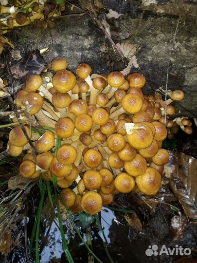 Грибы опята