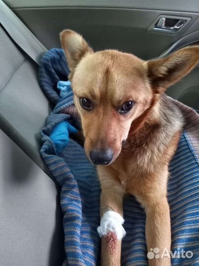 Ищем заботливых хозяев