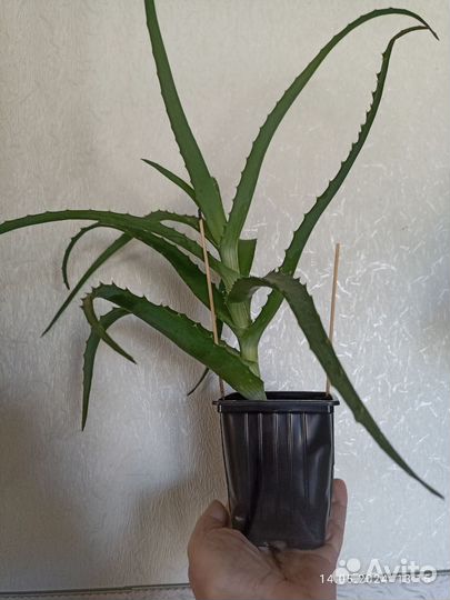 Алоэ, алоэ- вера