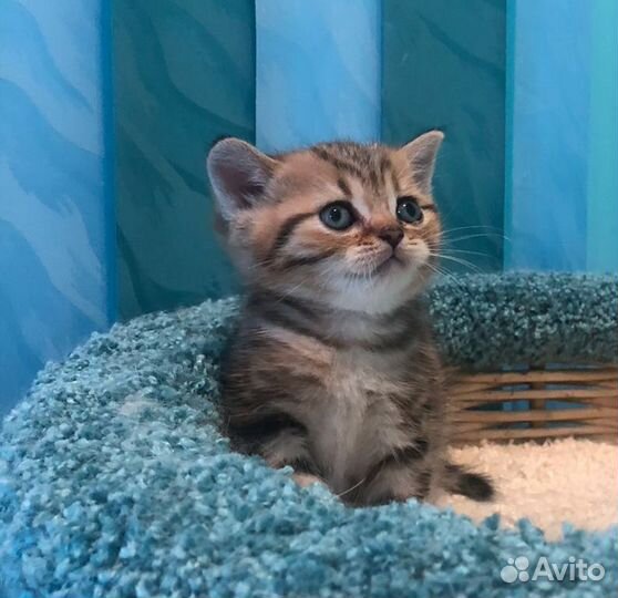 Шотландские котята