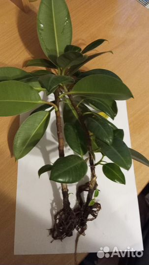 Отростки фикуса каучуконосного