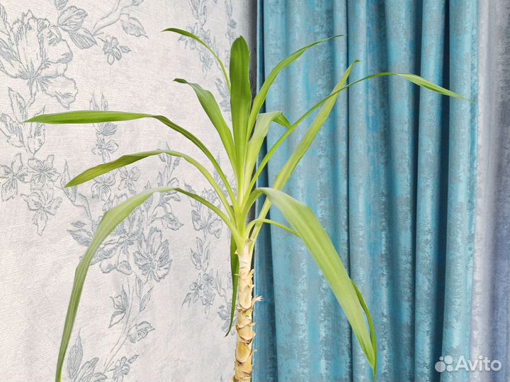 Комнатные цветы юкка пальма