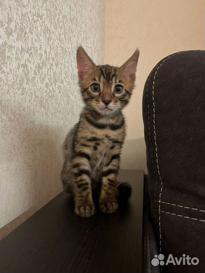 Бенгальская кошка