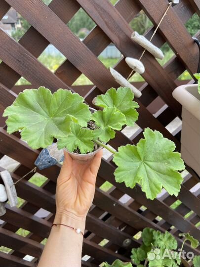 Пеларгония герань Survivor Rosalinda