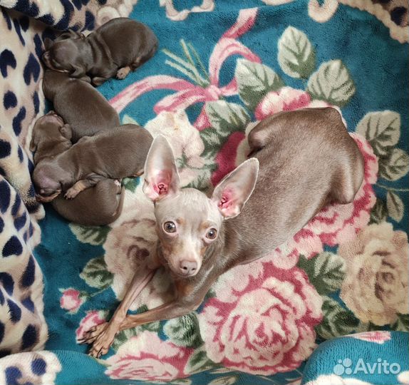 Щенки той-терьер