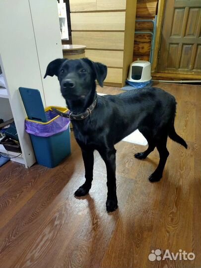 Собака Ника