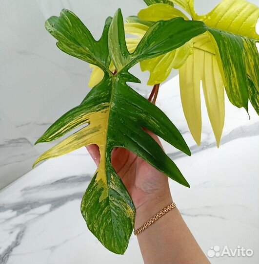 Филодендрон Magic mask