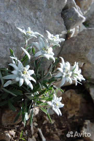 Растения для альпийской горки