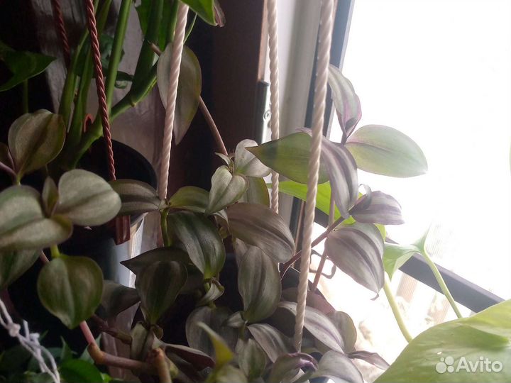 Комнатные цветы