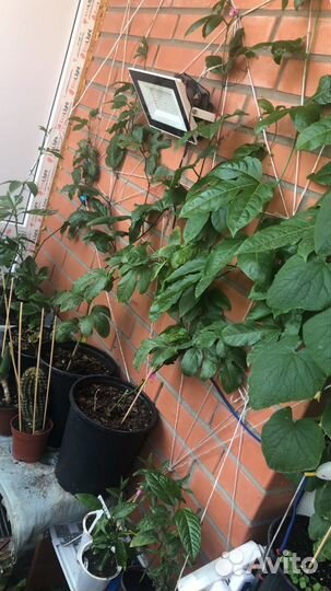 Маракуя пассифлора гранадила
