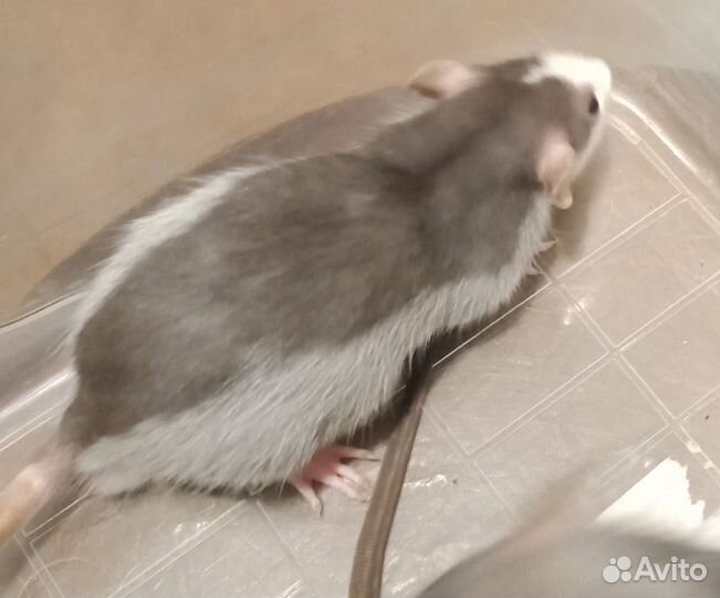 Декоративная крыса