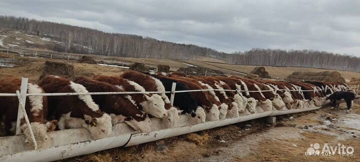 Герефорд телята) бычков нет
