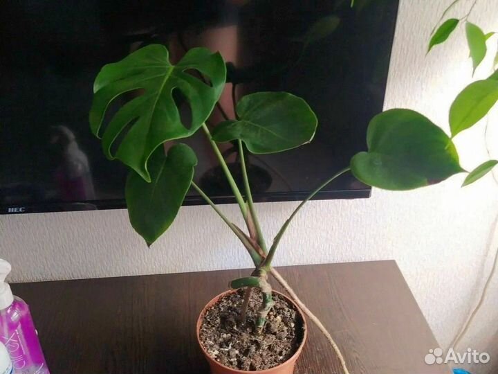 Монстеры несколько шт