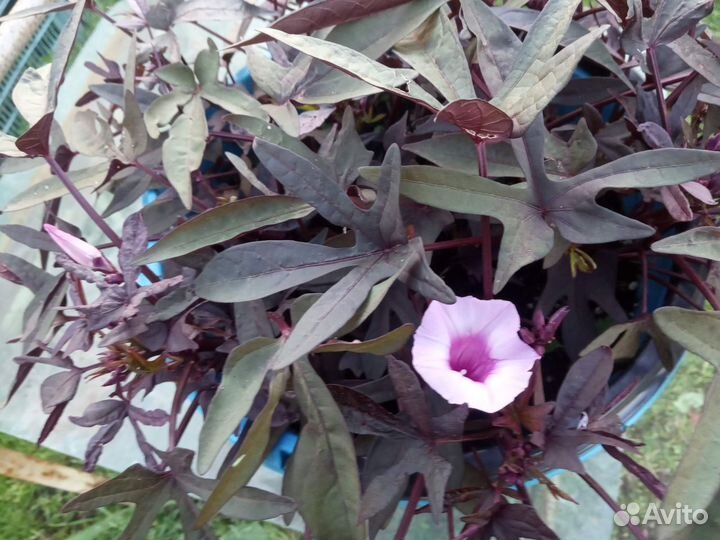 Ипомея ампельная Батат