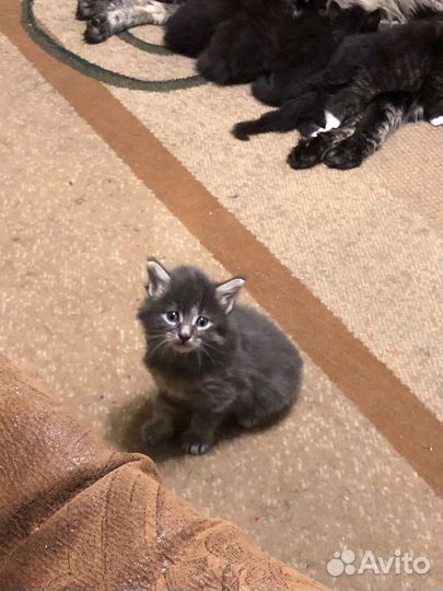 Кошка