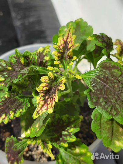 Колеус Гильда