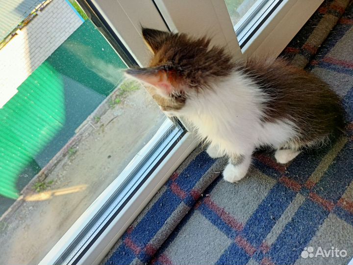 Отдам котенка