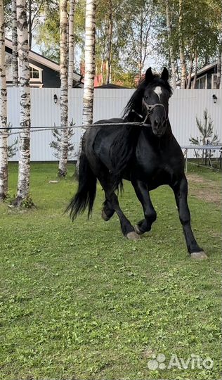 Аренда лошади Французский першерон