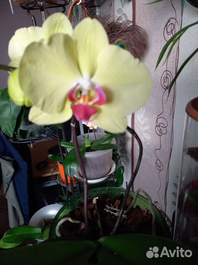Орхидея желтая
