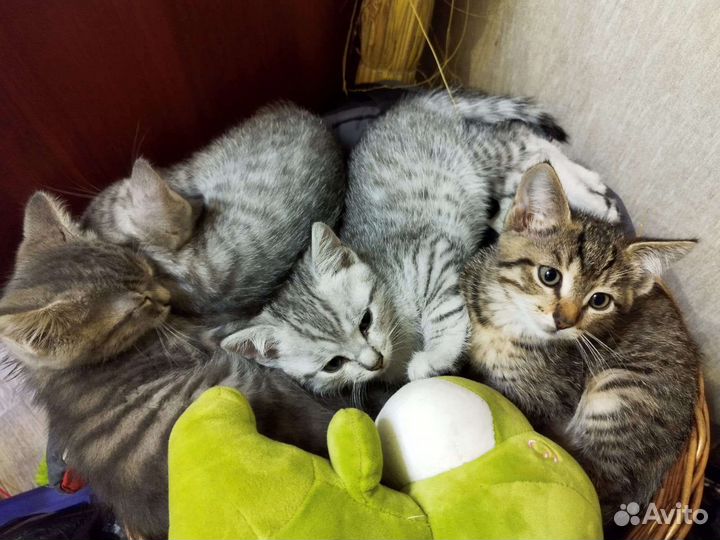 Кошка в дар бесплатно