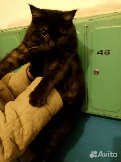 Сибирский котик