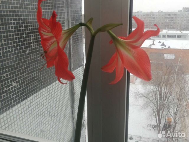 Гиппиаструм