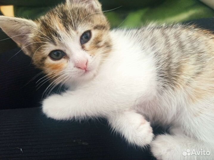 Котенок