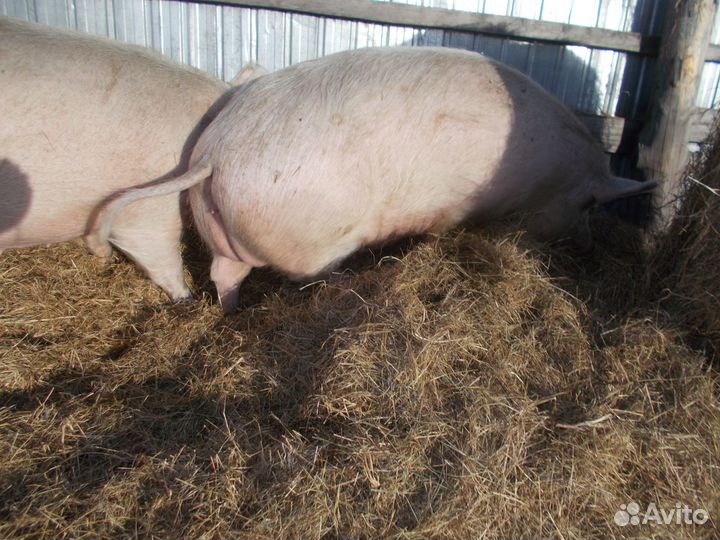 Мясо свинина