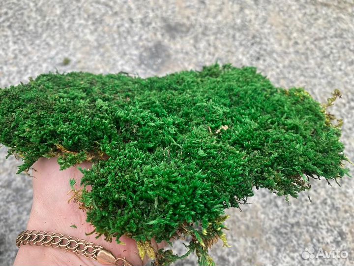 Стабилизированный мох