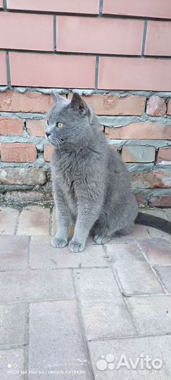 Британский кот на охрану