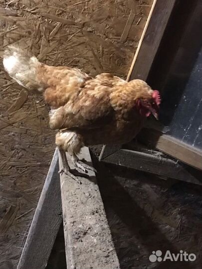 Курицы несушки