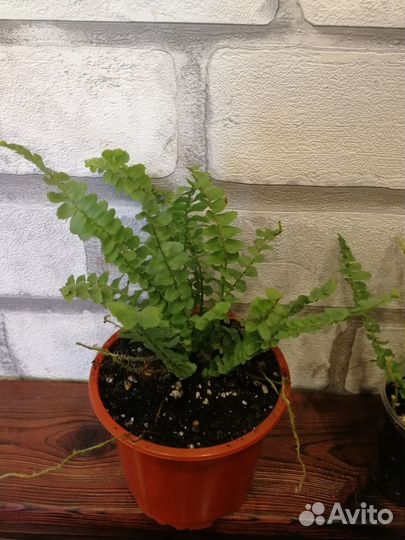 Папоротник nephrolepis cordifolia 