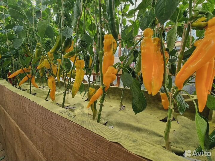 Жёлто-чёрная мульча 80 (1,6м* рулон 100м)