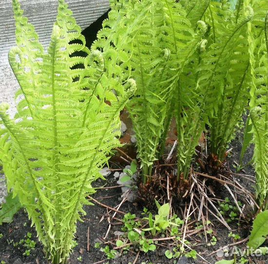 Папоротник садовый