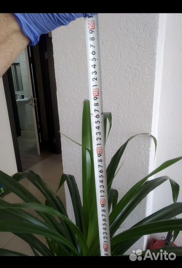 Комнатный цветок панданус