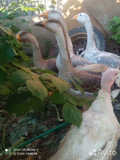 Гуси Серый крупный