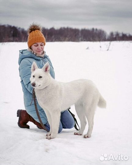 Снежа в добрые руки