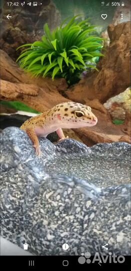 Эублефар с террариумом