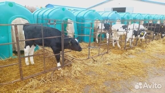 Бычки телята с выбором