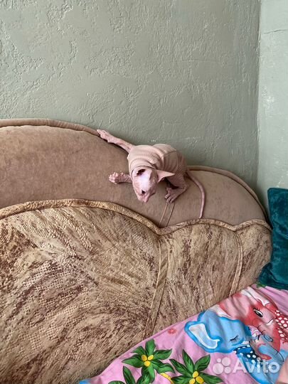 Донской сфинкс