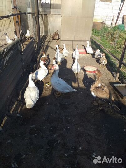 Продаются индоутки