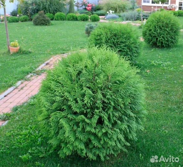 Туя смарагд, даника, вудварди