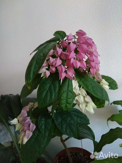 Клеродендрум