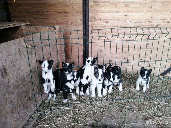 Карельская медвежья лайка (собака)