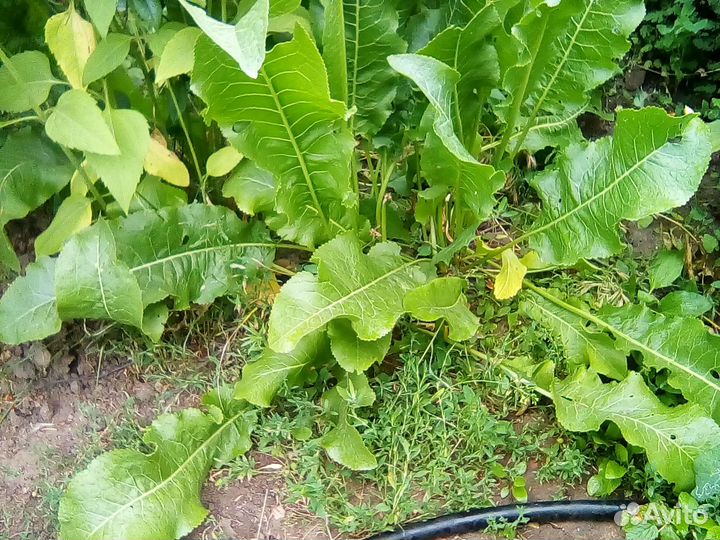 Корень хрена