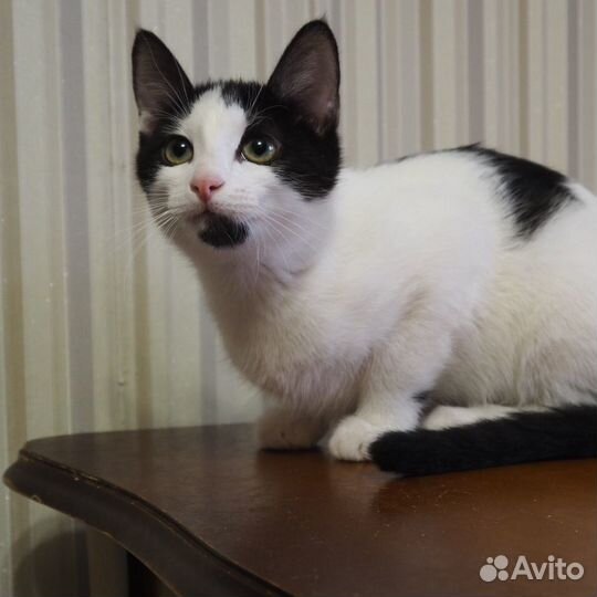 Бородатая черно белая кошка из приюта